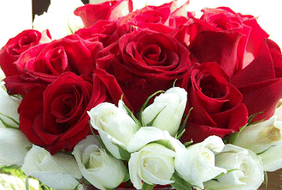 Valentine Roses Flowers Wallpapers