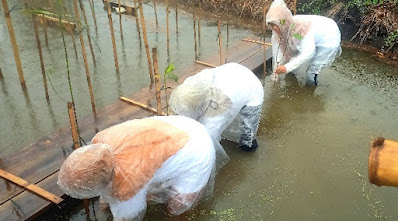 Cara menanam mangrove