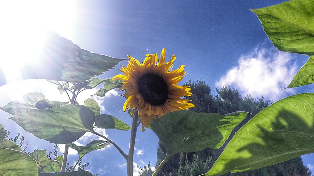 Project 366 2016 day 216 - Garden sunflower // 76sunflowers