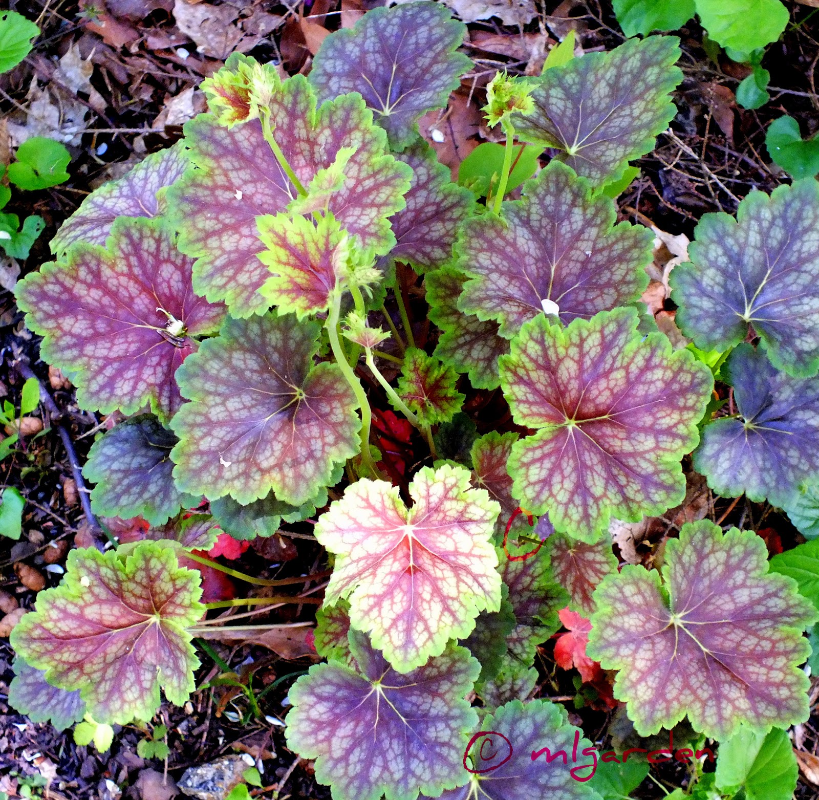 Garden Design Ideas: Heucheras in Your Garden