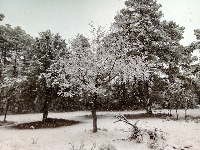 Nevada en Campillos Sierra. Autor: Miguel Alejandro Castillo Moya