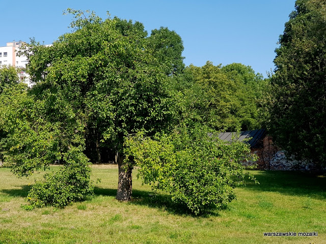 Warszawa Warsaw Mokotów park parki teren zielony Dolinka Służewiecka drzewa