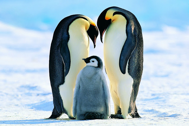 Penguin Familie Image