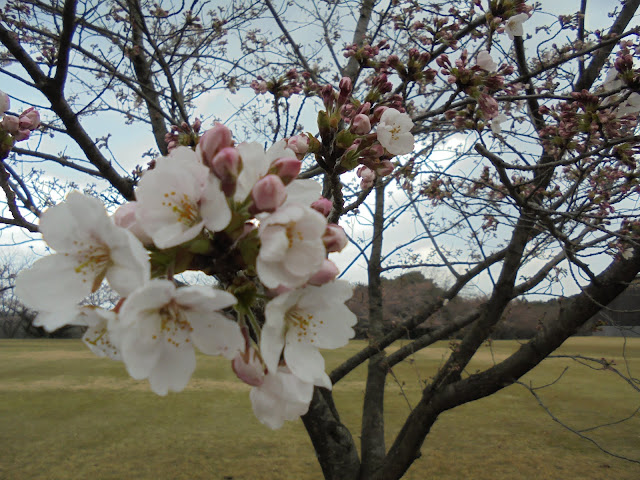 弥生の館むきばんだの芝生け広場のソメイヨシノ桜