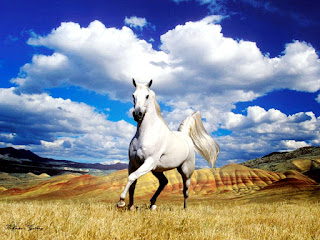Beyaz At HD Resim