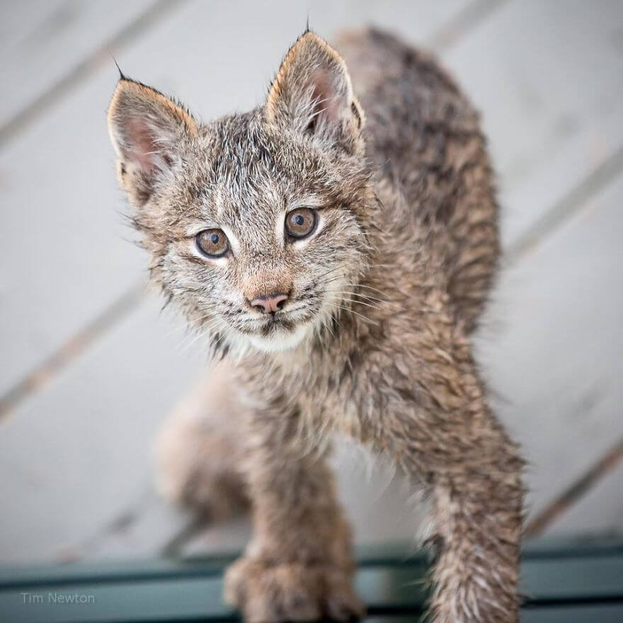 We All Want To Wake Up Finding What This Man Discovered On His Porch