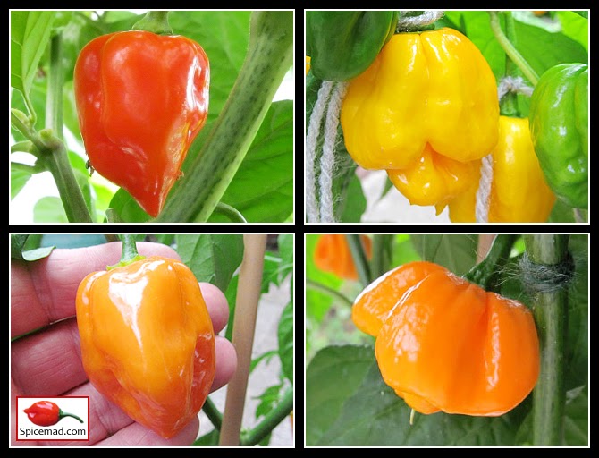PDF) Evaluation of Scotch Bonnet and Habanero Peppers (Capsicum chinense)  For Resistance to Southern Root-knot Nematodes