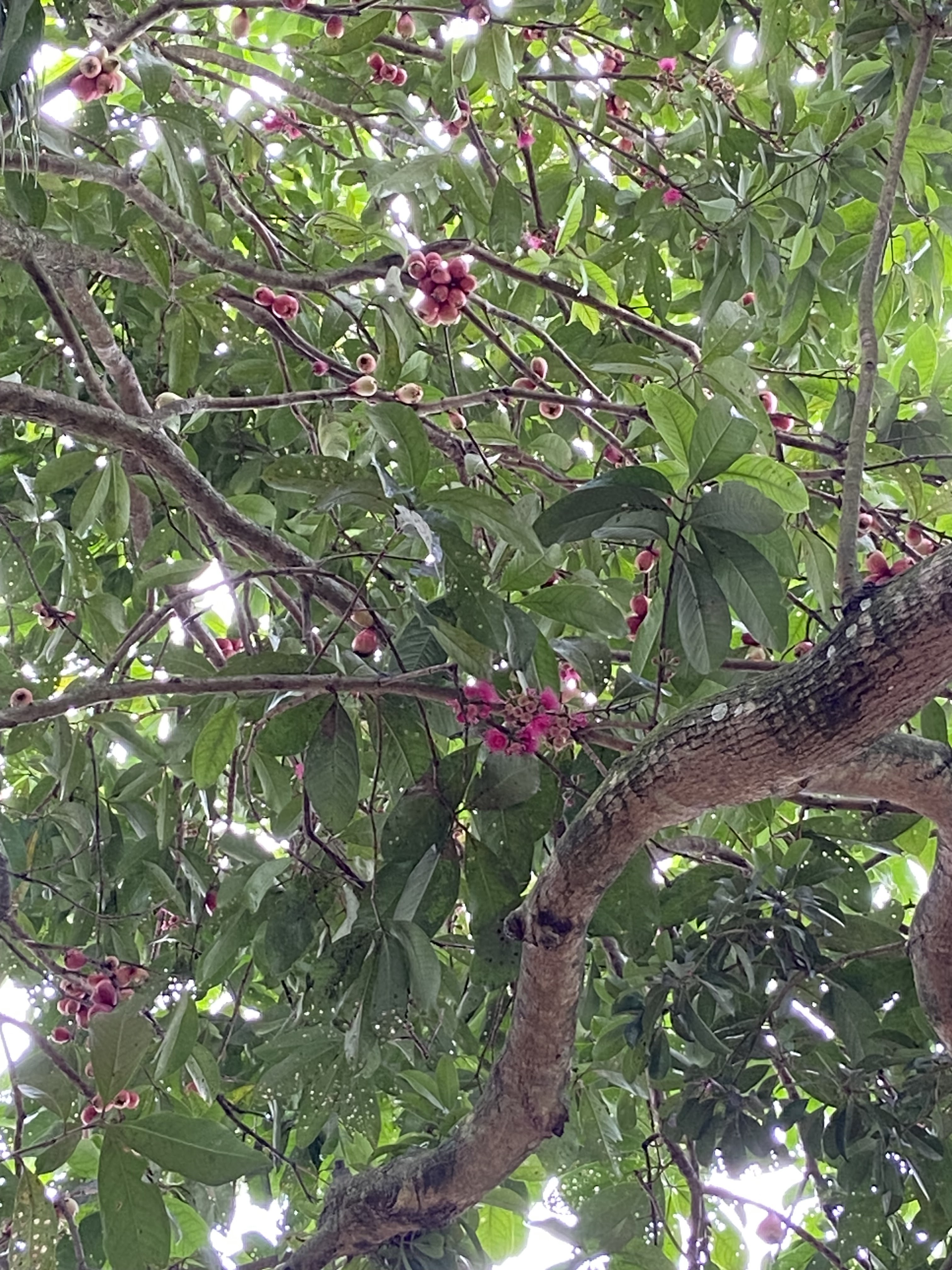 bunga pink, bunga pokok jambu, jambu botol, suasana cantik, balik kampung