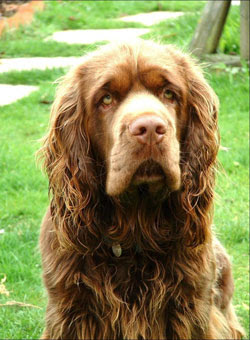 Sussex Spaniel Image