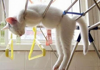 Photo of cat stuck on hanging laundry dryer