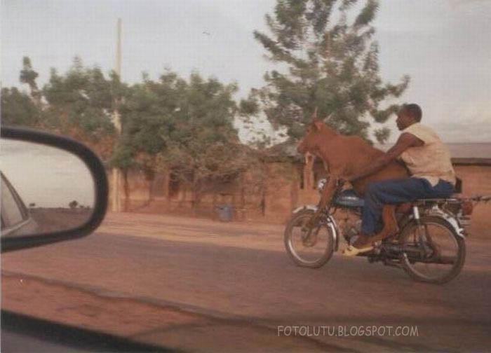 Bahaya Boncengan Sama Sapi