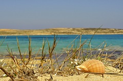 Pori Shell - KOUFONISIA