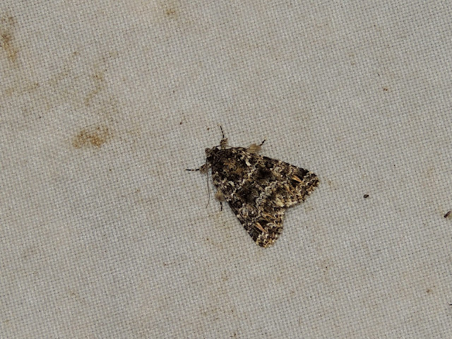 Callopistria letreillei