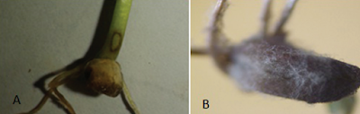 Seed-to-Seedling Transmission of P. oryzae in Wheat