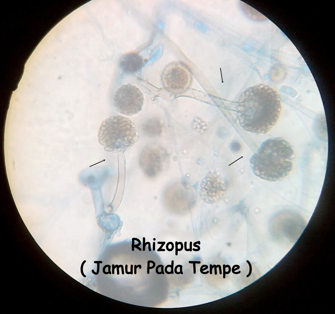 Rizqi Murtafi ah Jamur  Pada Tempe 