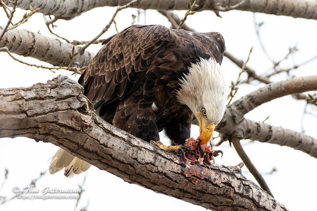 The bald eagle tears at the fish's remains while perched in the tree at Murphy's Island.
