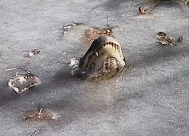 Moncong Buaya Aligator Di Atas Es