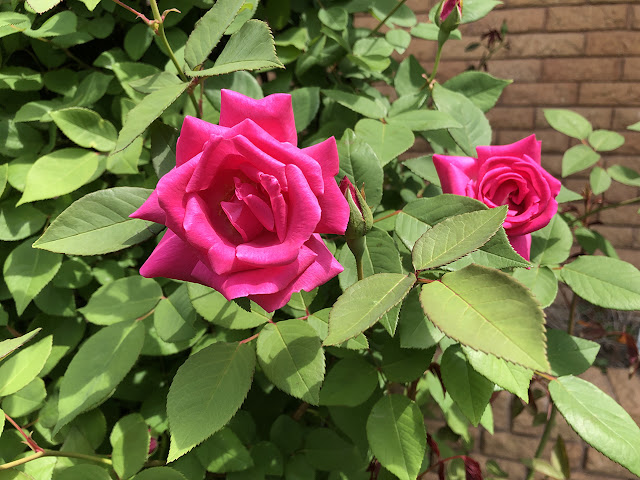 Fat pink roses.