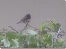 Bird-10
