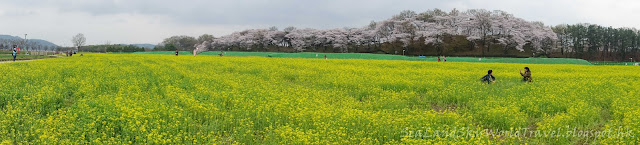 慶州瞻星台油菜花田