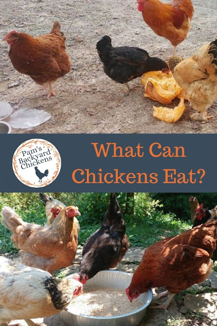 Feeding chickens scraps from the kitchen is a great way to give them healthy treats and make sure your leftovers don’t go to waste.