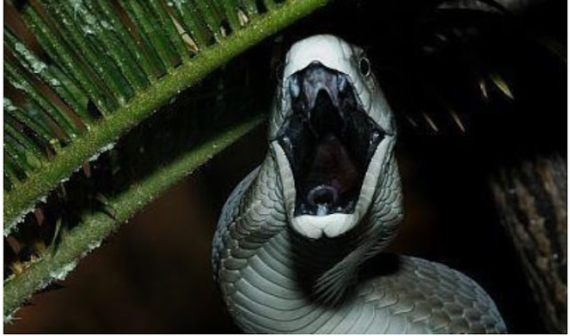 The world's most dangerous snake