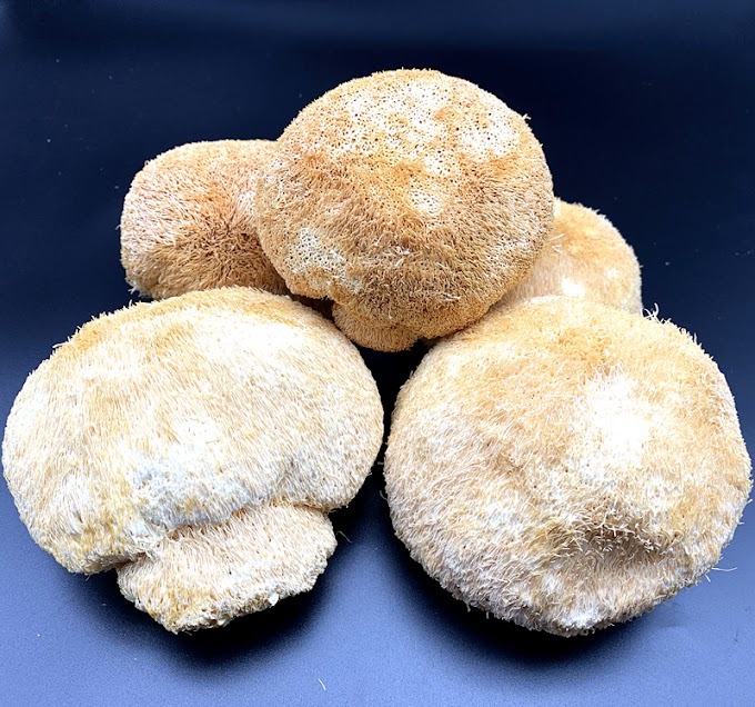 Lion's Mane buy online | Mushroom  supply online | Biobritte mushroom supplier 