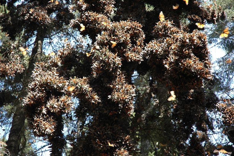 monarch-migration-8 monarch-migration-8