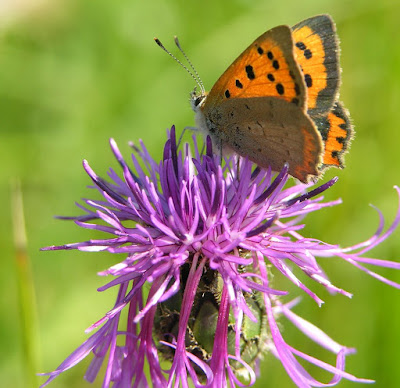 Small copper butterfly on knapweed flower