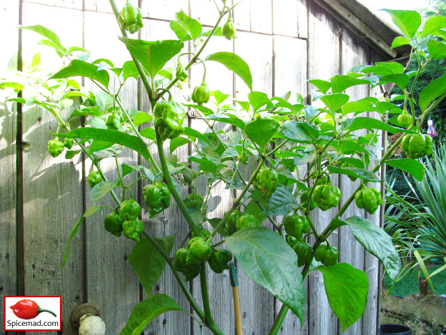 Trinidad Moruga Scorpion - 5th September 2018