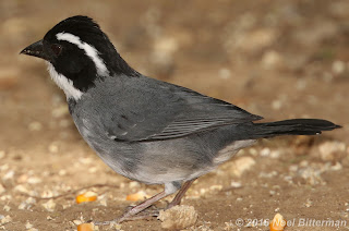 Black-capped Sparrow