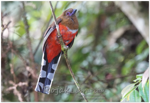 Red-headed Trogon (female)