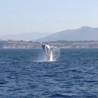 Octobre 2014 : baleine à bosse à Hendaye. Source : @mugarteburu sur Twitter
