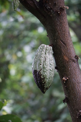 Finca San Rafael: Cacao