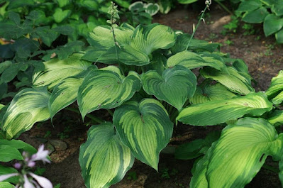 Hosta Beckoning care