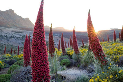 Tajinastes rojos (Tenerife)