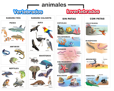 Resultado de imagen de ANIMALES INVERTEBRADOS