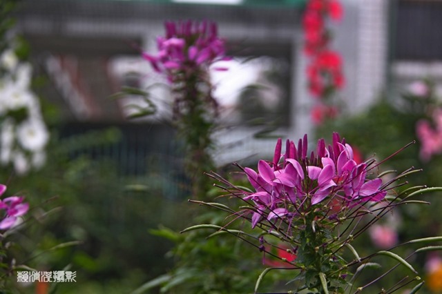 Dannylai Photography 醉蝶花