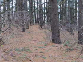 trail with pine needles