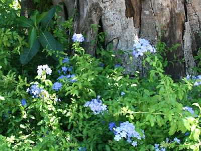 Blue Plumbago