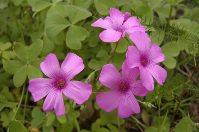 Кислица членистая (Oxalis articulata)