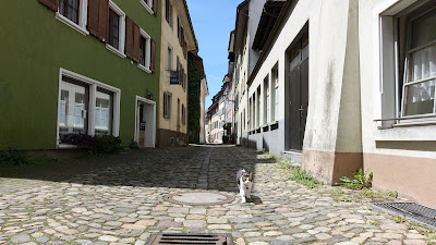 Zutrauliche Katze in der Altstadt von Bad Säckingen