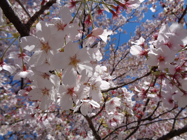 弥生の館むきばんだのソメイヨシノ桜