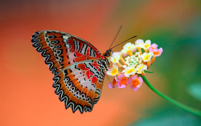 Mariposa recolectando la miel de las flores en primavera - Butterfly