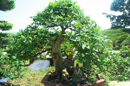 Nguyệt quế