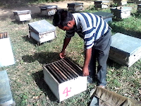 Bee Keeping india10