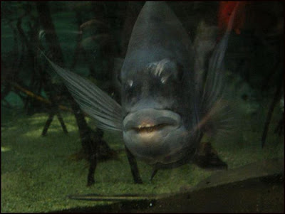 fish with face