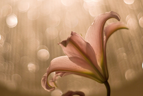 Bokeh Effect 04