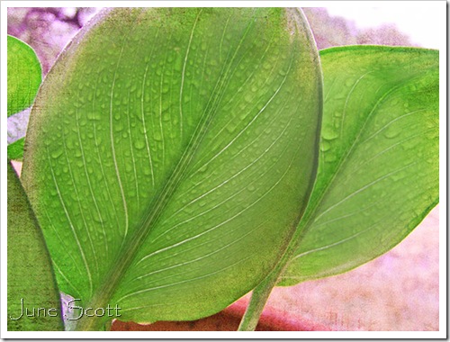 Leaves_Thursday_Tex