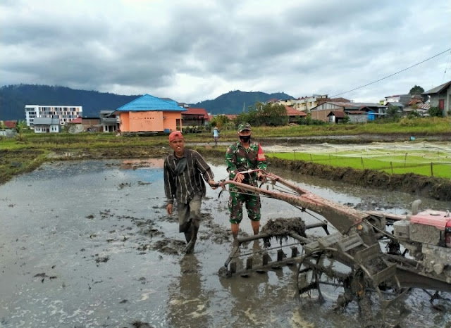 Babinsa Koramil 01/Kota Kodim 0106 Bantu Petani Menyiapkan Lahan Penanaman ladi.